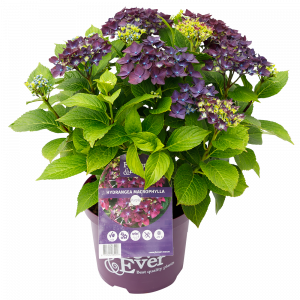 Hydrangea macrophylla Forever & Ever® purple 