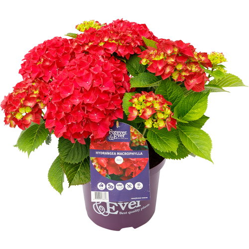 Hydrangea macrophylla Forever & Ever® red