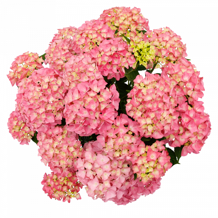 Hydrangea macrophylla Music Collection® Pink Punk