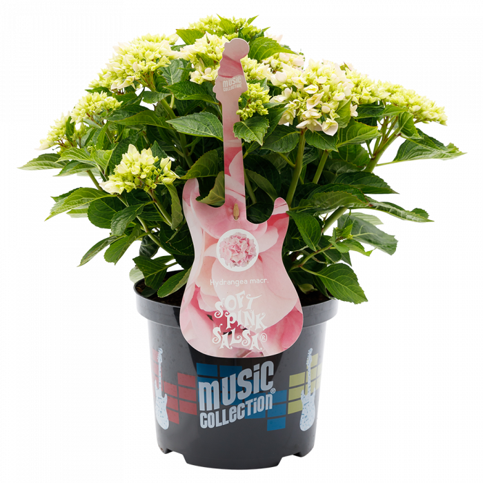 Хортензия Music Collection® Soft Pink Salsa