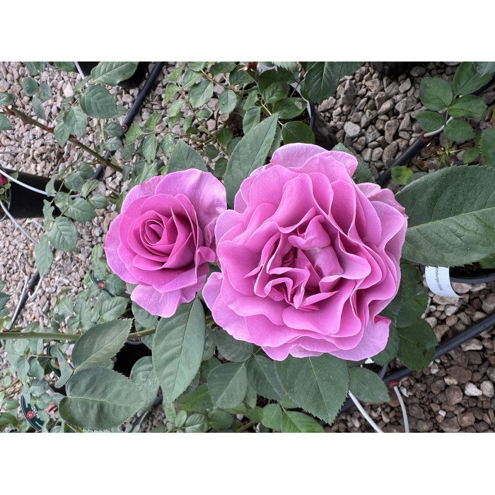 Rose Terra Limburgia 