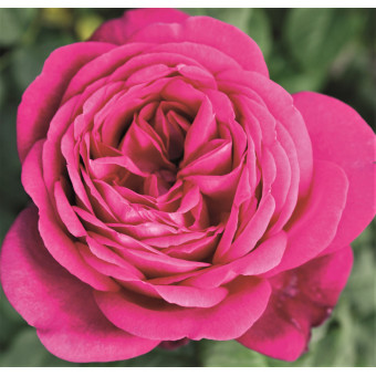 Роза J. W. v. Goethe Rose  