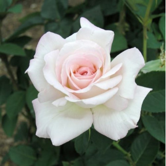 Роза Jardin de Bagatelle  