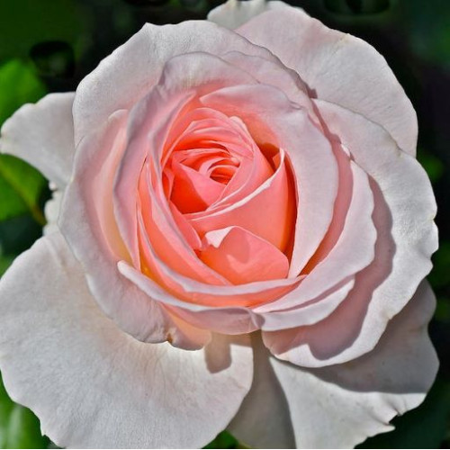 Роза Johann Strauss  
