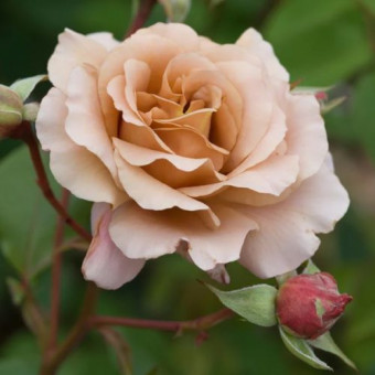Роза Julia's Rose  