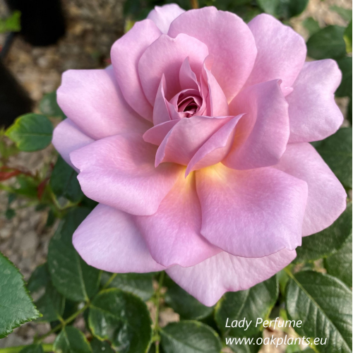 Rose Lady Perfume