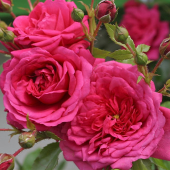 Роза Laguna   