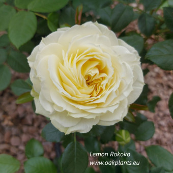 Роза Lemon Rokoko  