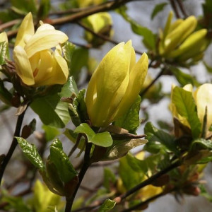 Magnolia Yellow Latern 