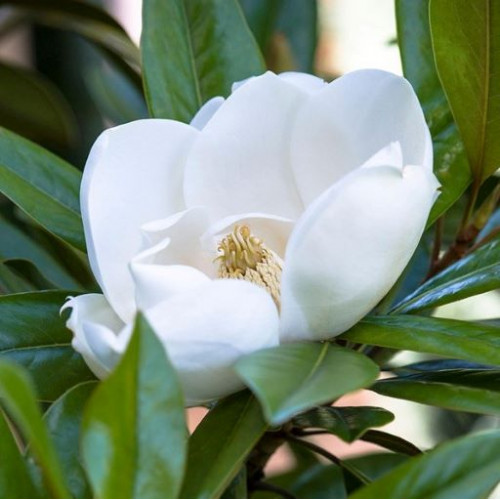 Magnolia grandiflora Exmouth