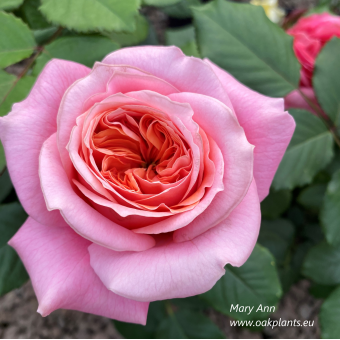 Rose Mary Ann