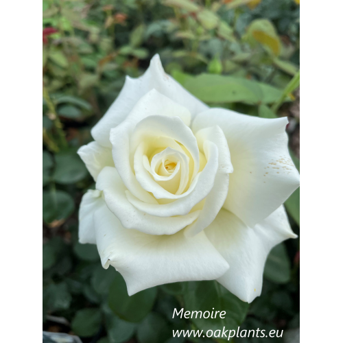 Роза Memoire  