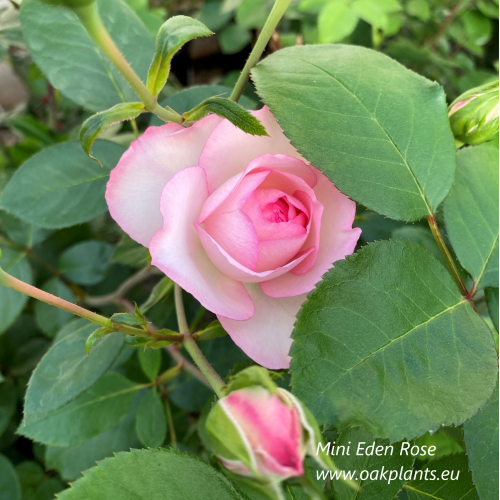 Роза Mini Eden Rose 