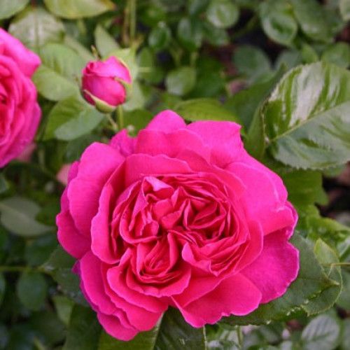Rose Mme Isaac Pereire