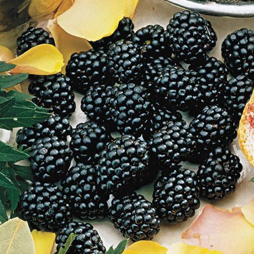 Blackberries Navaho