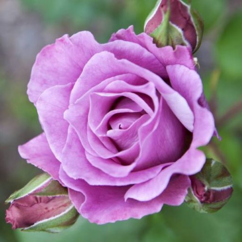 Роза Nil Bleu 