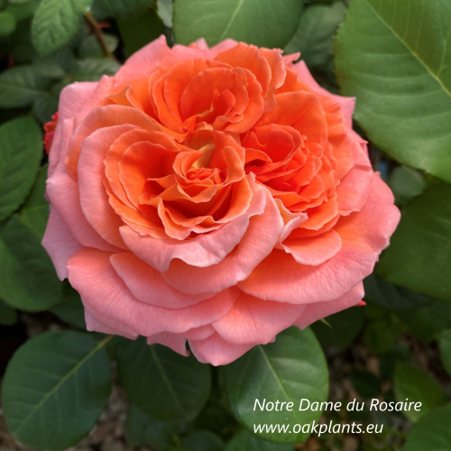 Роза Notre Dame du Rosaire