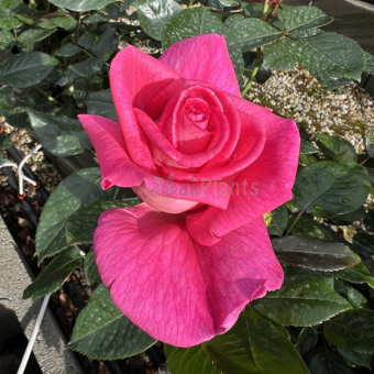 Rose Parfum Royal 
