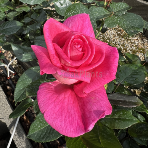 Роза Parfum Royal  