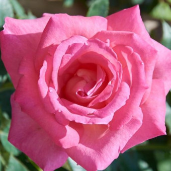 Rose Parfum Royal 