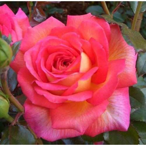 Роза Parfum de Grasse 