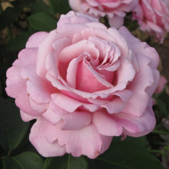Роза Parfum de Liberte  