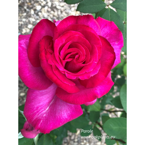 Роза Parole 