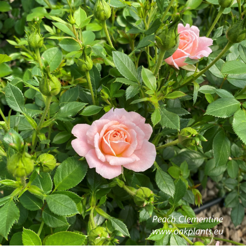 Rose Peach Clementine