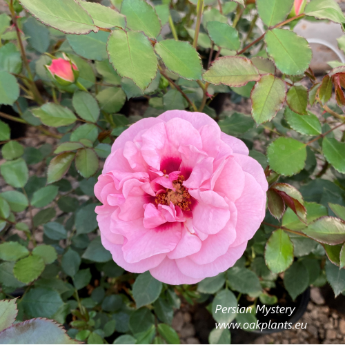 Rose Persian Mystery