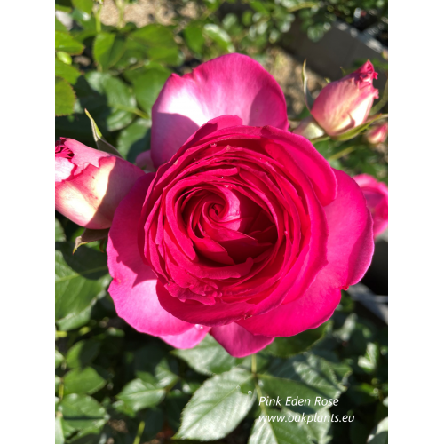 Роза Pink Eden Rose(Cyclamen Pierre de Ronsard)