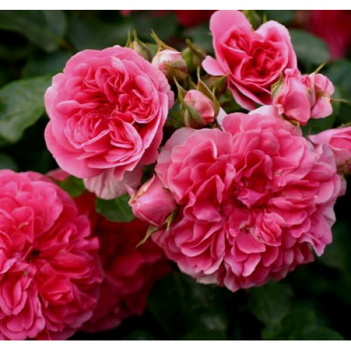 Роза Pink Swany