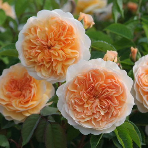 Щамбова роза Port Sunlight