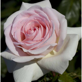 Rose Prince Jardinier 