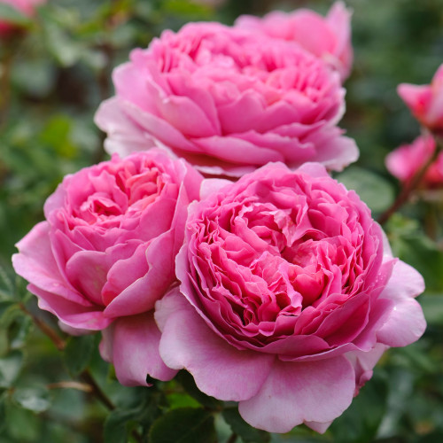 Щамбова роза Princess Alexandra of Kent  