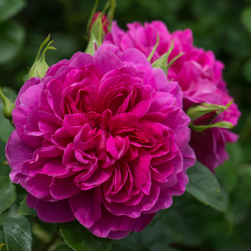 Rose Princess Anne - DA042