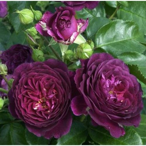 Роза Purple Eden