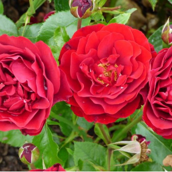 Роза Red Abundance 