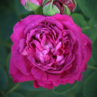 Роза Reine des Violettes