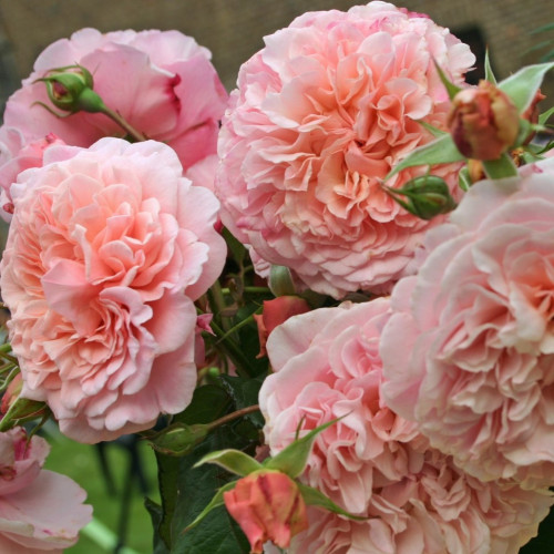 Роза Rose de Tolbiac  