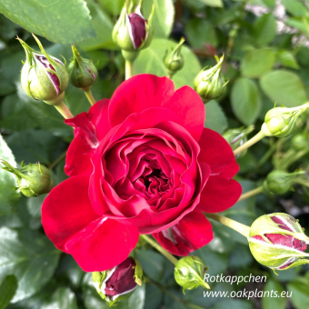 Роза Rotkappchen  
