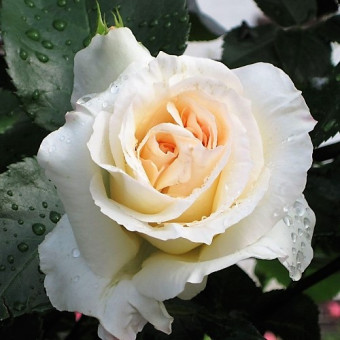 Роза Schneewalzer