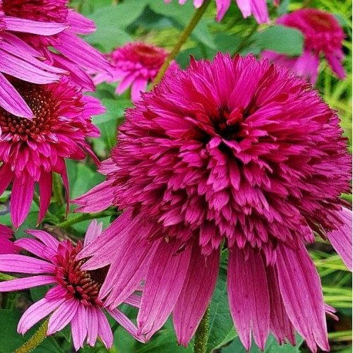 Echinacea Southern Belle