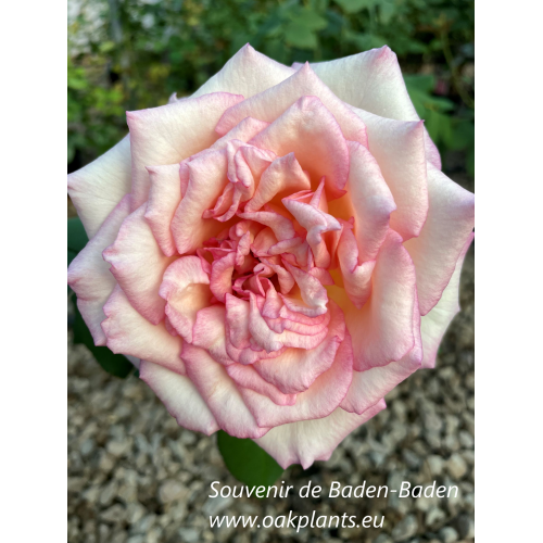 Роза Souvenir de Baden-Badene 