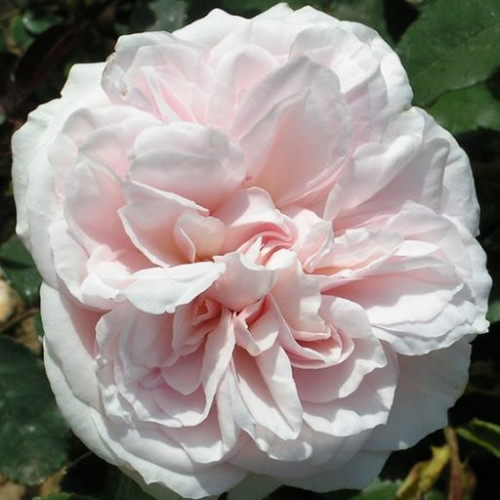Роза Souvenir de la Malmaison  