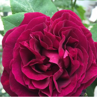 Роза Souvenir du dr Jamain 