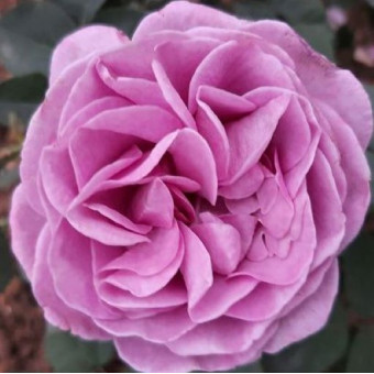 Роза Terra Limburgia 