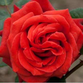 Rose Terracotta 