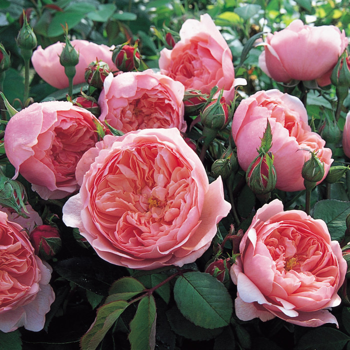 Роза The Alnwick Rose 
