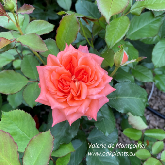 Роза Valerie de Montgolfier