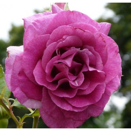 Роза Violette Parfumee 